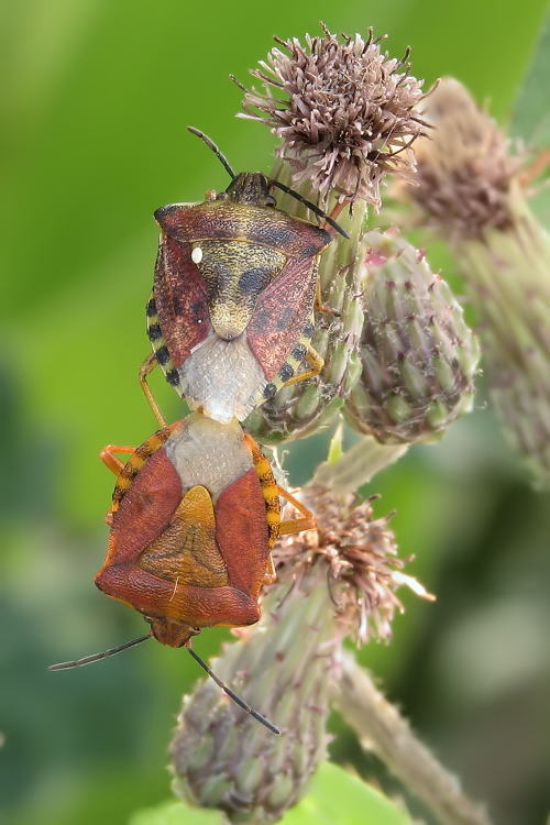 Carpocoris_purpureipennis_43.JPG