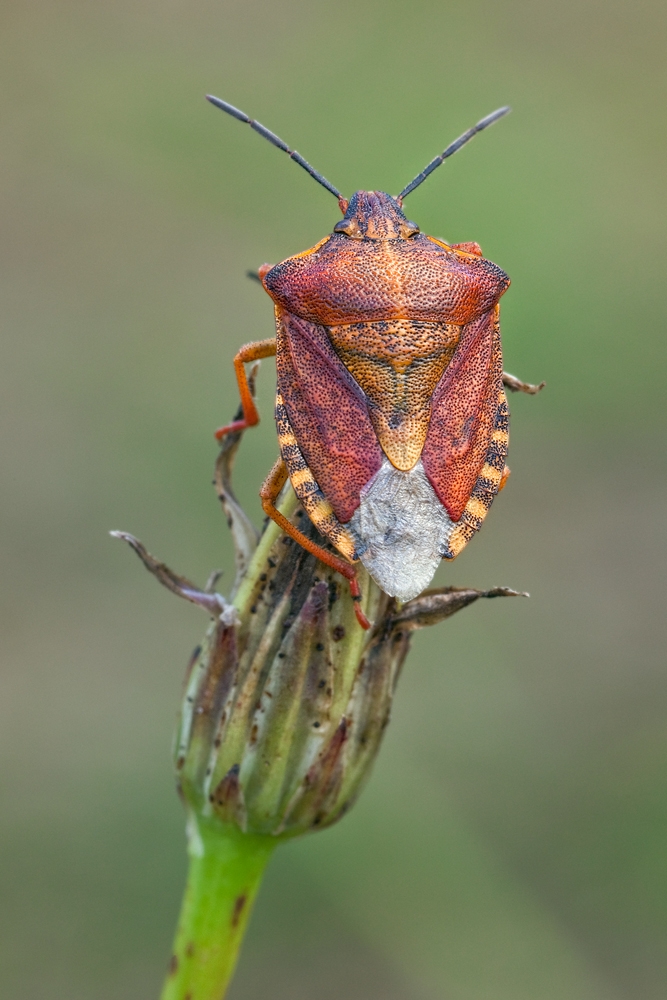 carpocoris_purpureipennis_03hj772g_834.jpg