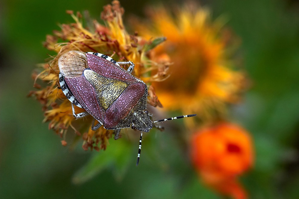 dolycoris_baccarum_beerenwanze_105.jpg