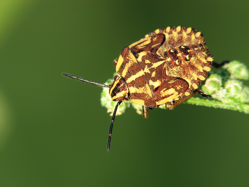 graphosoma_lineatum_streifenwanze_juv_102.jpg