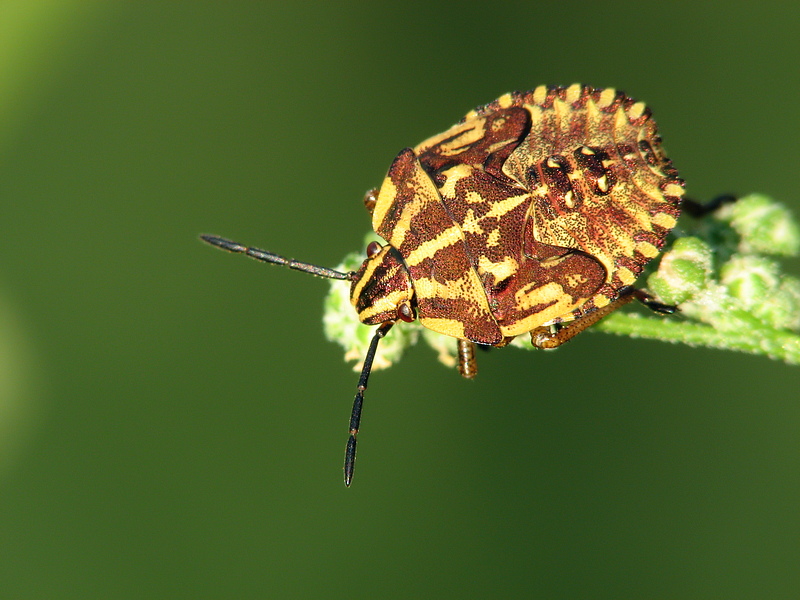 graphosoma_lineatum_streifenwanze_juv_102.jpg