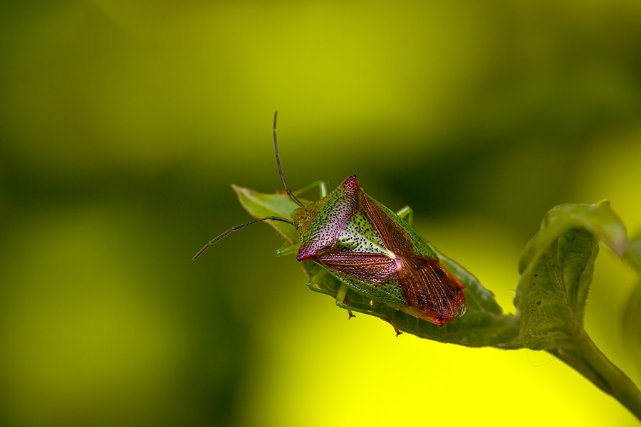 acanthosoma_haemorrhoidale_wipfel_stachelwanze1_509.jpg