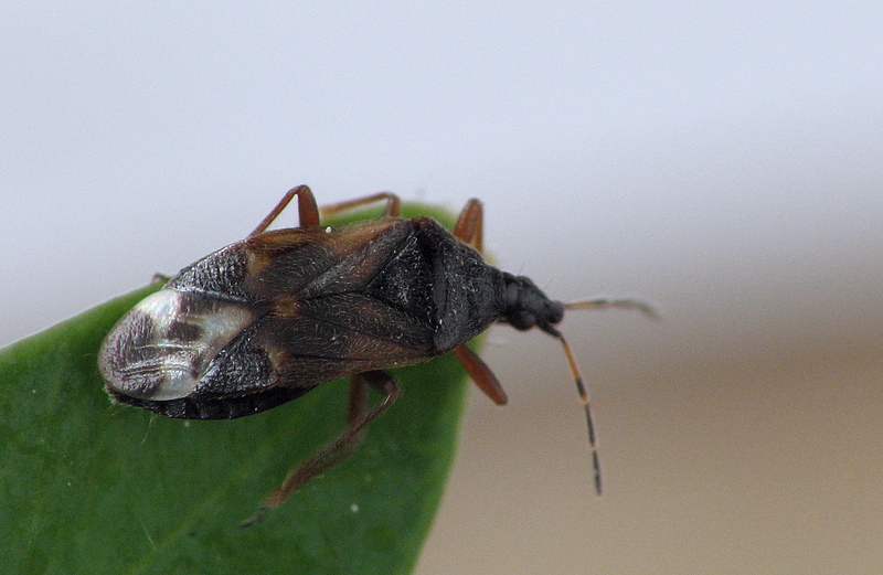 anthocoris_butleri_115.jpg