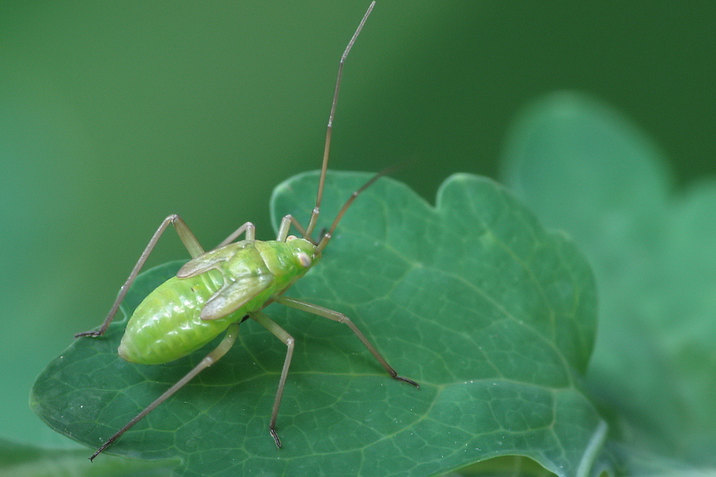 calocoris_affinis_juv_238.jpg