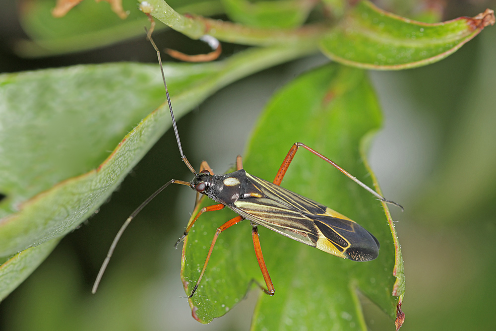 miris_striatus__prachtwanz_319.jpg