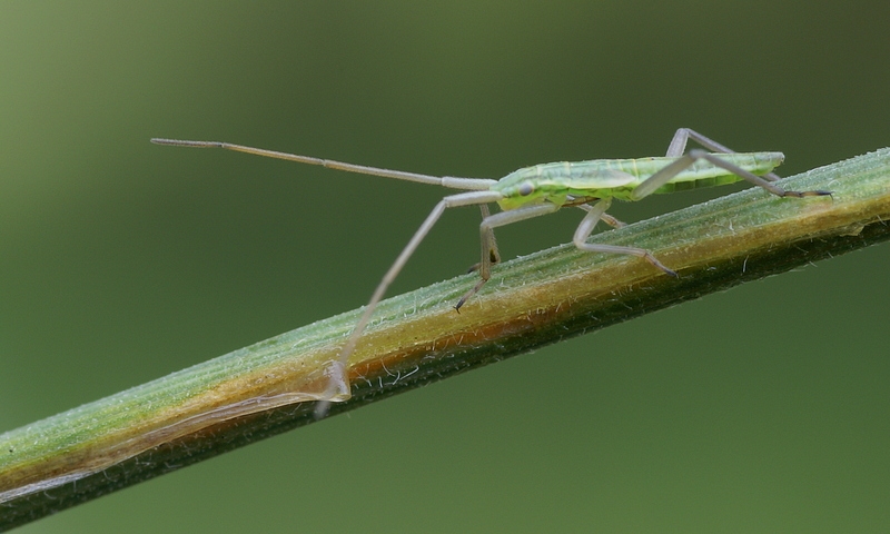 stenodema-laevigata-juv.jpg