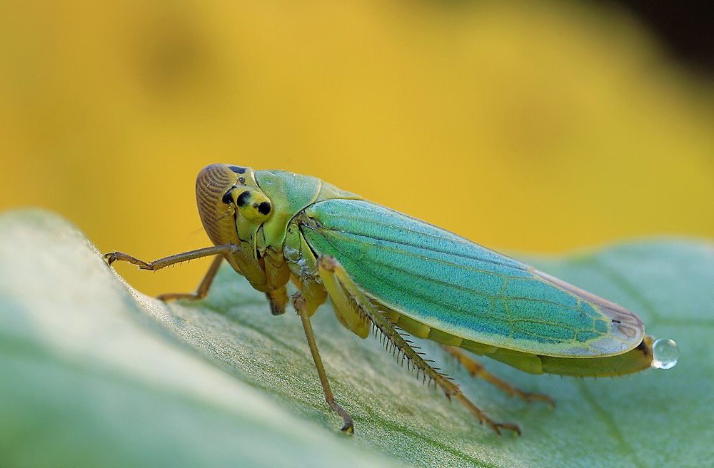 cicadella_viridis_5__164.jpg