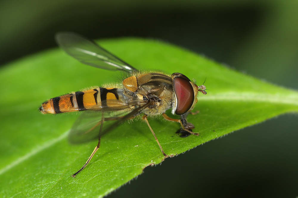 Episyrphus-balteatus.jpg