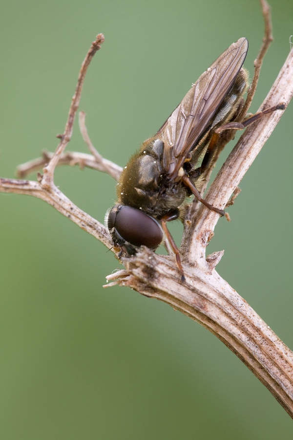 weiden_erzschwebfliege_1_958.jpg