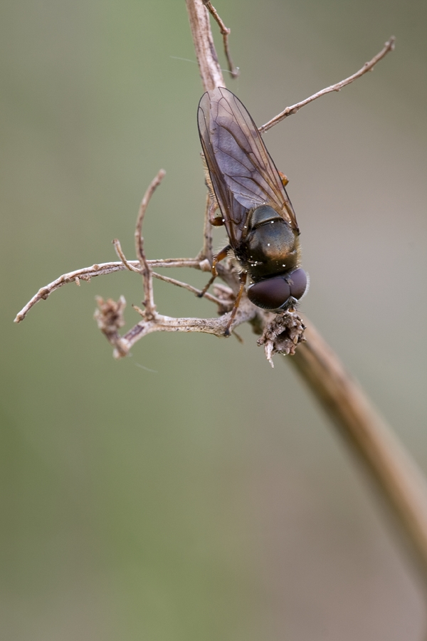 weiden_erzschwebfliege_438.jpg