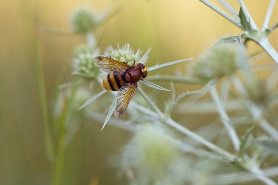 img_0959_32_1250_100_schwebfliege_floersheim_152.jpg