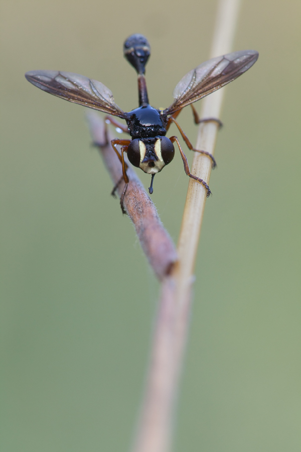 20110710_dickkopffliege_physocephala_rufipes_2_122.jpg