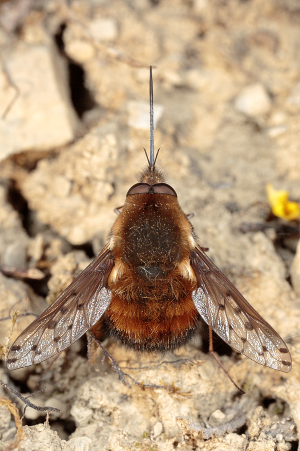 Bombylius_discolor_Gefleckter_Wollschweber.jpg