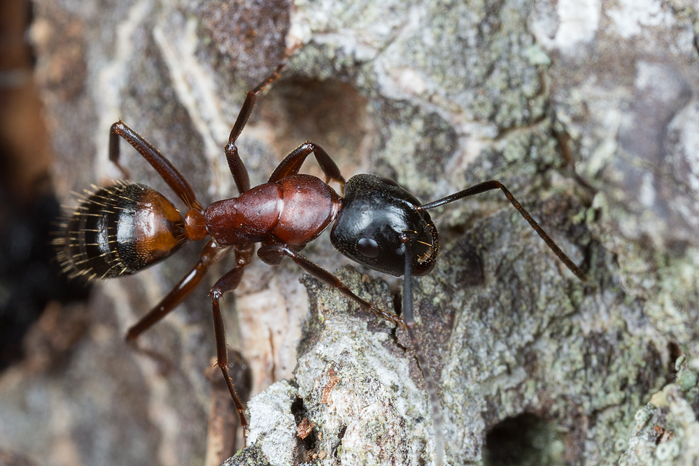 Camponotus0.jpg