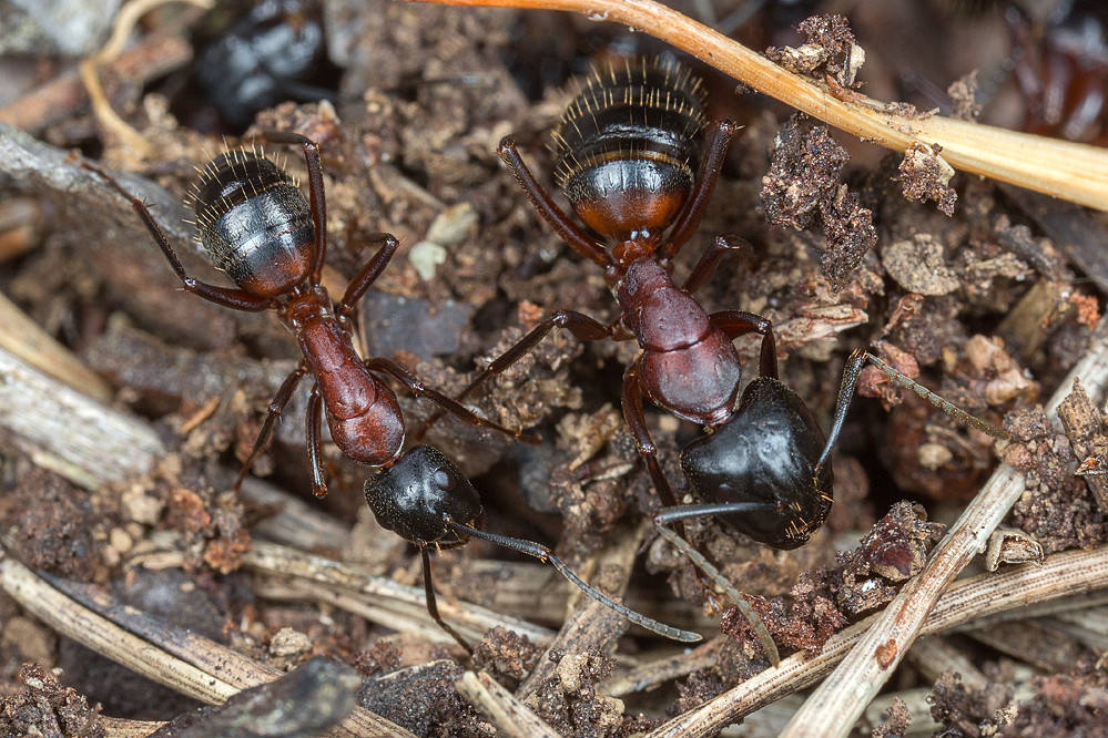 Camponotus1.jpg