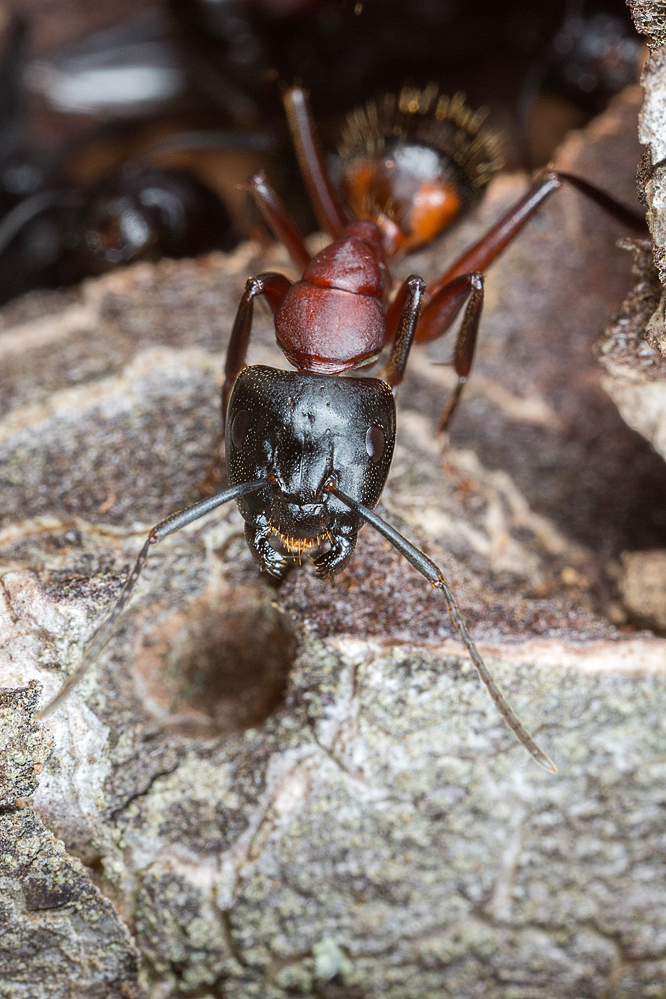 Camponotus-major.jpg