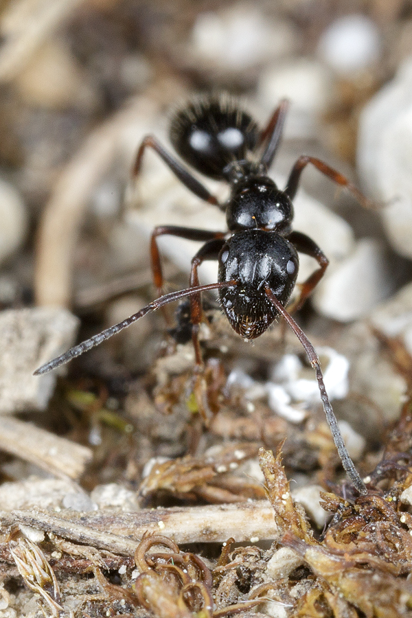 Camponotus_piceus2.jpg