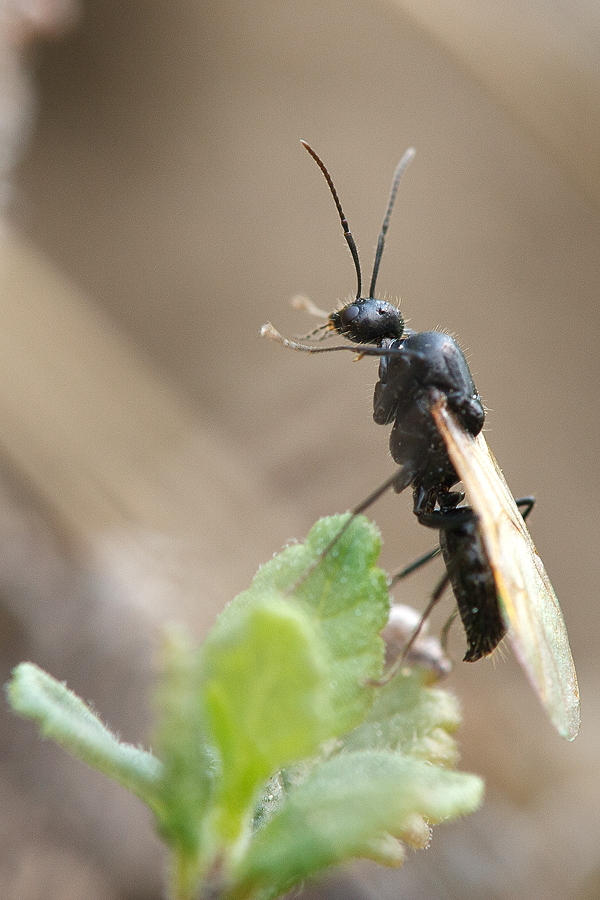 Camponotus_piceus-mÃ¤nnchen.jpg