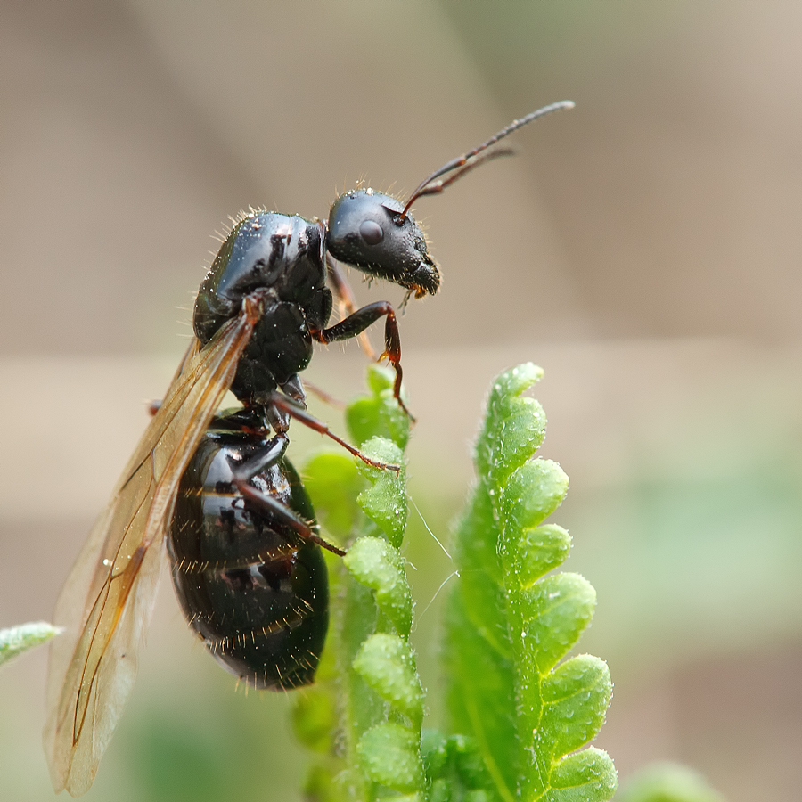 Camponotus_piceus-queen.jpg