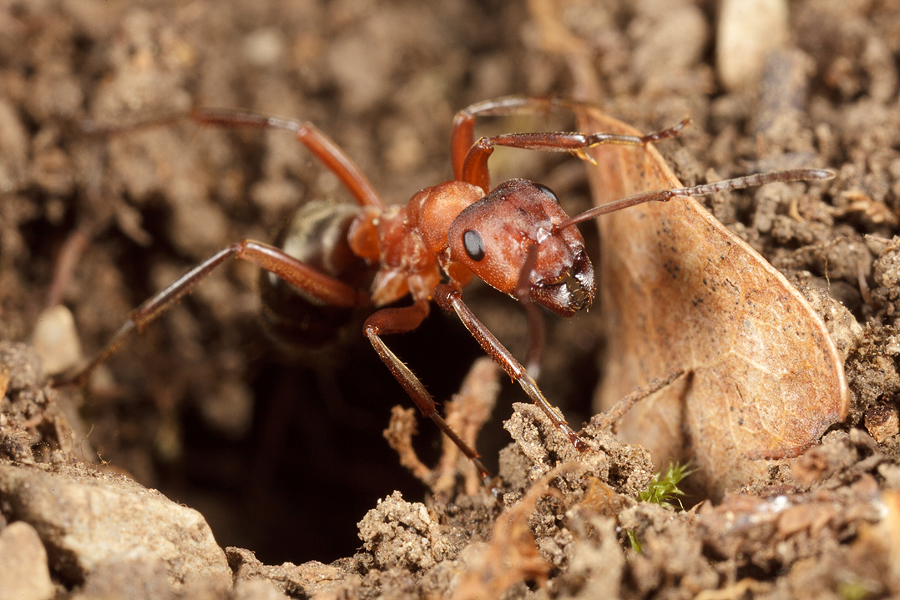 Formica-sanguinea2.jpg