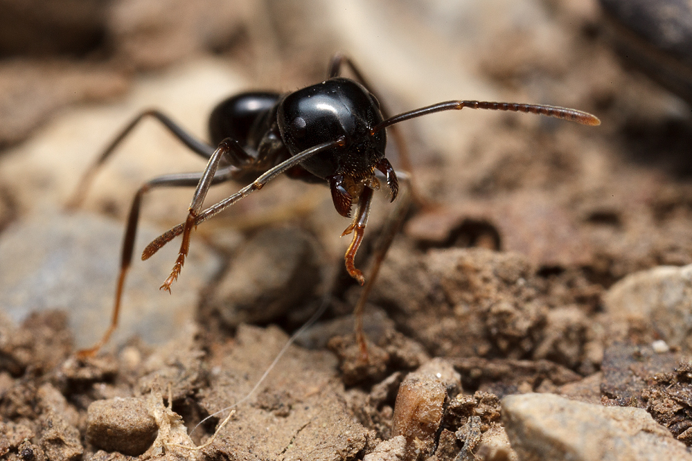 Lasius-fuliginosus-3.jpg