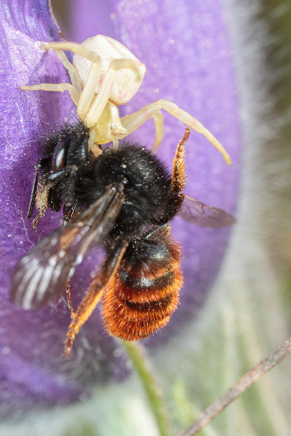 osmia_bicolor_115.jpg