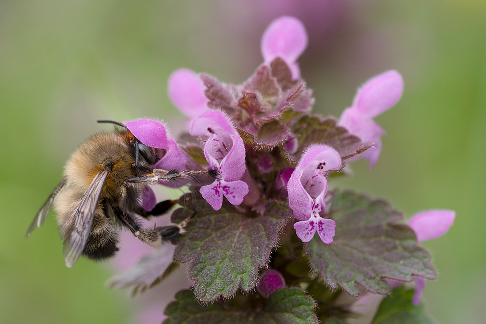 anthophora_plumipes_2.jpg