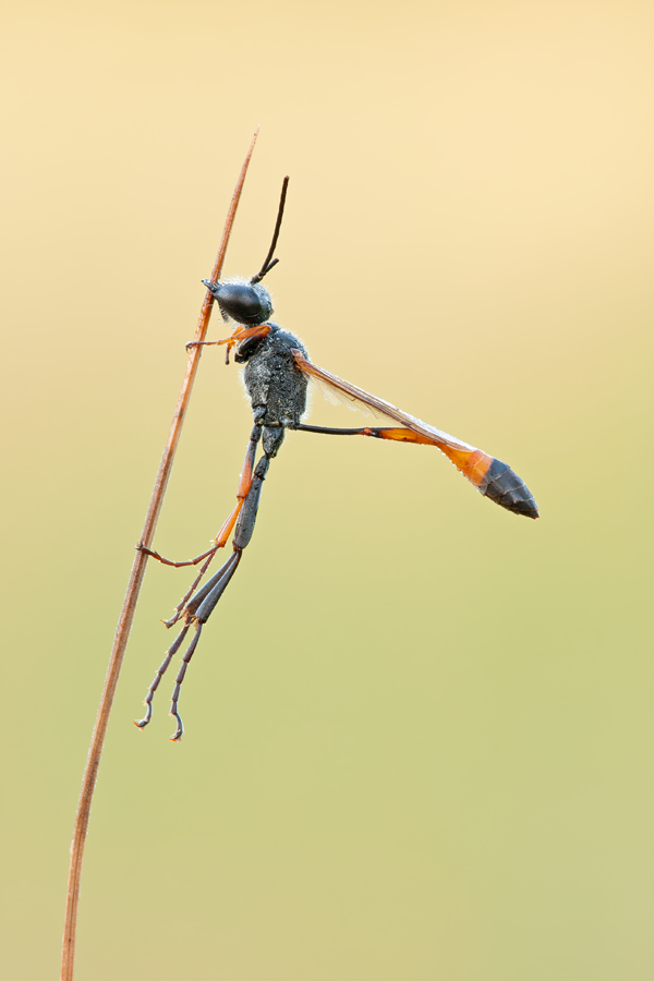 ammophila_heydenisuedliche_sandwespe_200.jpg