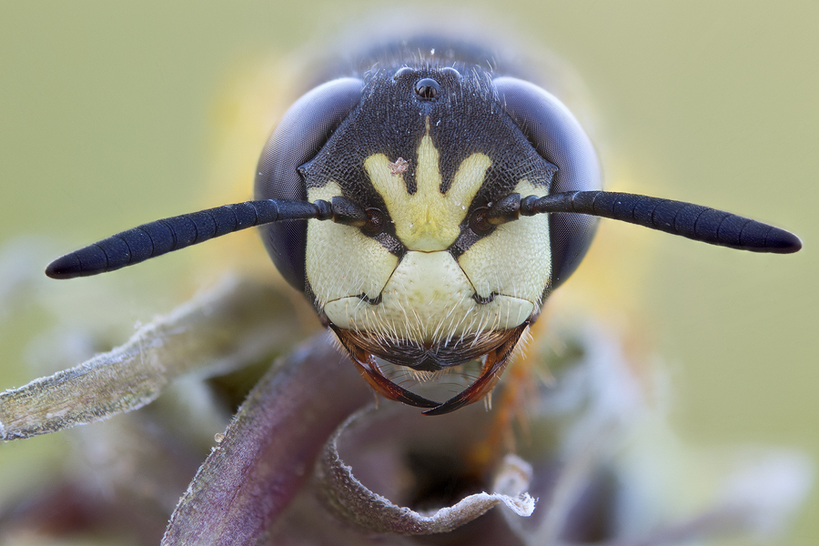 Philanthus_triangulum.jpg