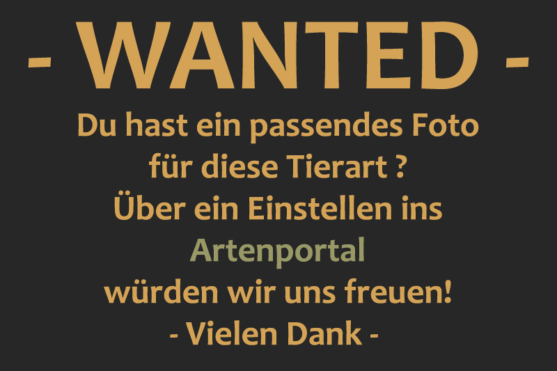 Wanted~1.jpg