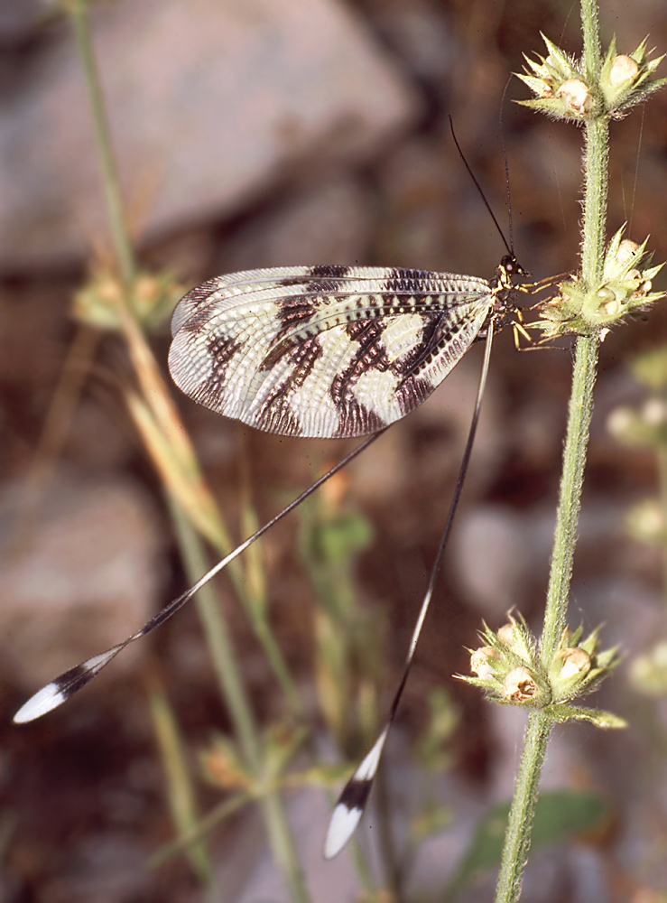 Nemoptera_sinuata_Nestos_03~0.jpg