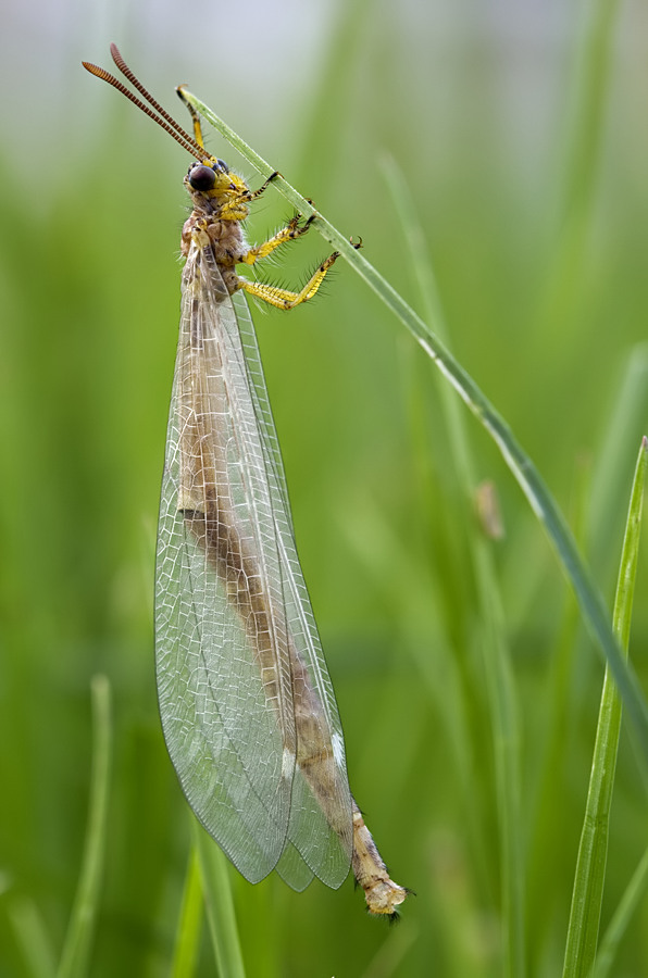 Myrmeleon_cf__formicarius.jpg