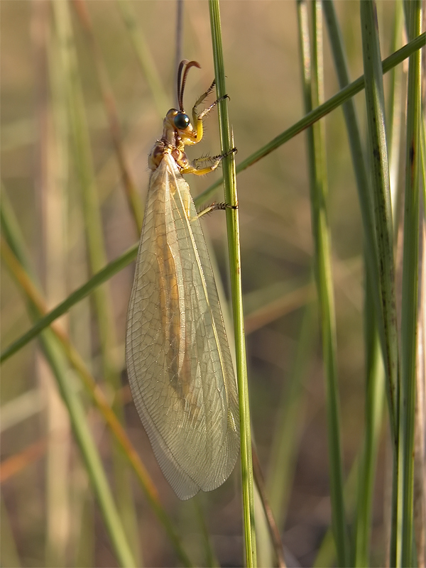 myrmecaelurus_trigrammus_333.jpg