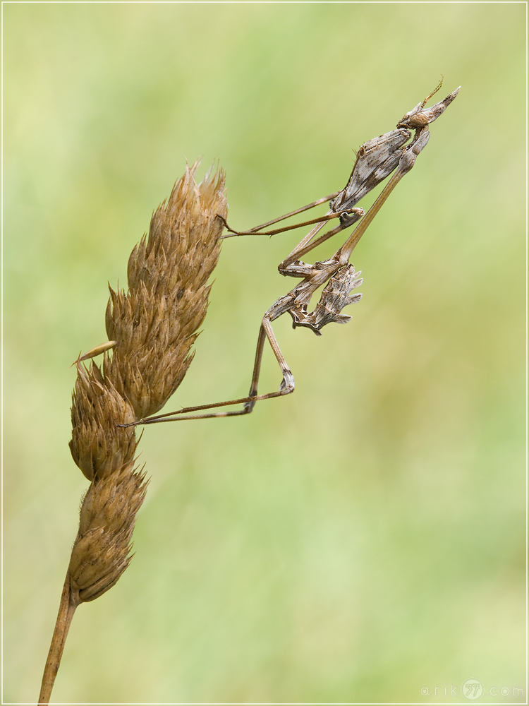 hauben_fangschrecke__empusa_fasciata_05_knd_138.jpg