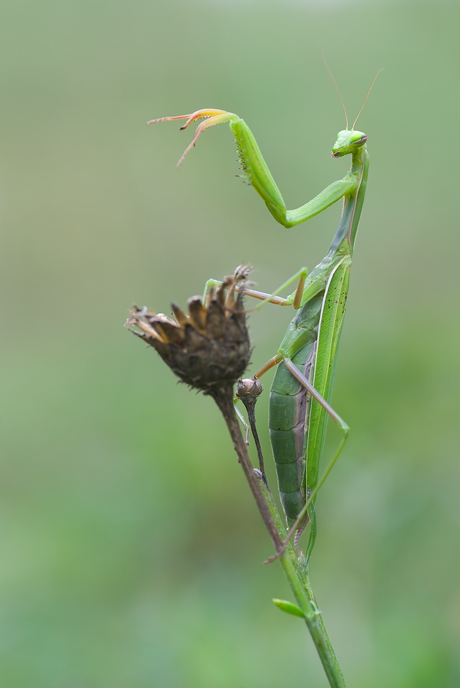 mantis_religiosa77_563.jpg