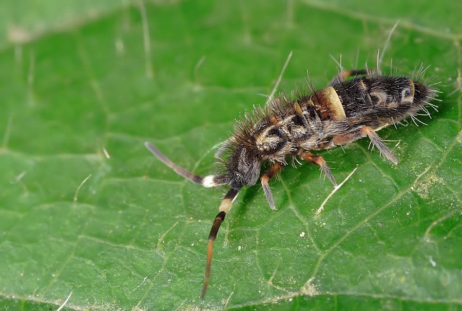 Orchesella_cf_cincta_oder_flavescens_31.jpg