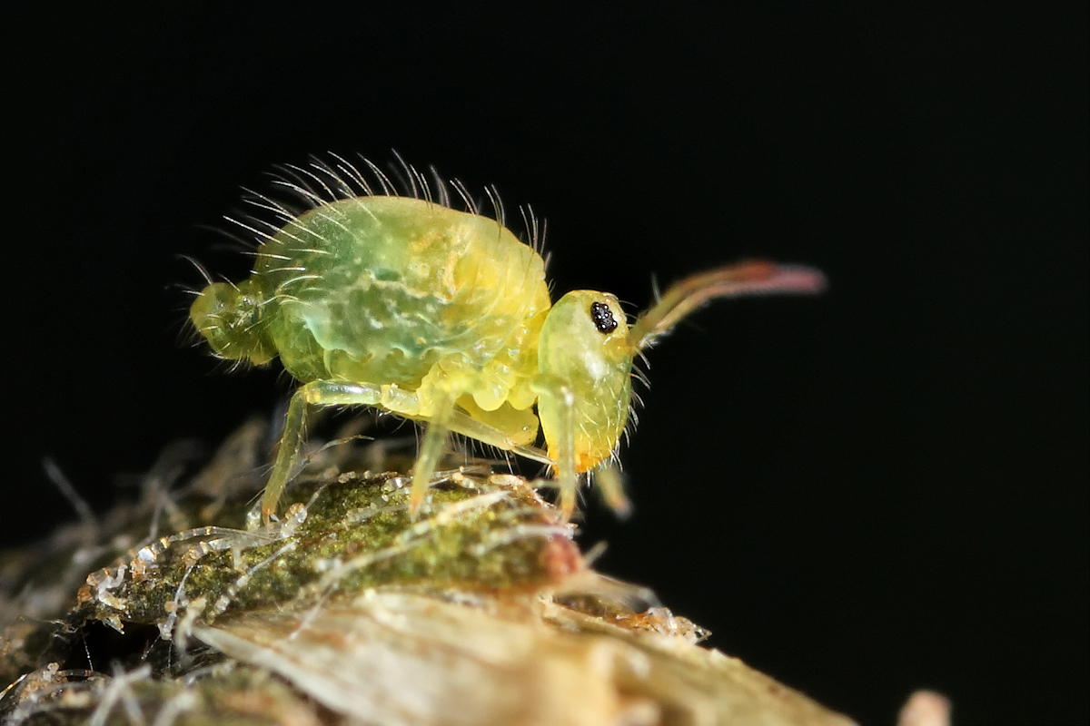 Sminthurus-cf-viridis-bw-ne.jpg