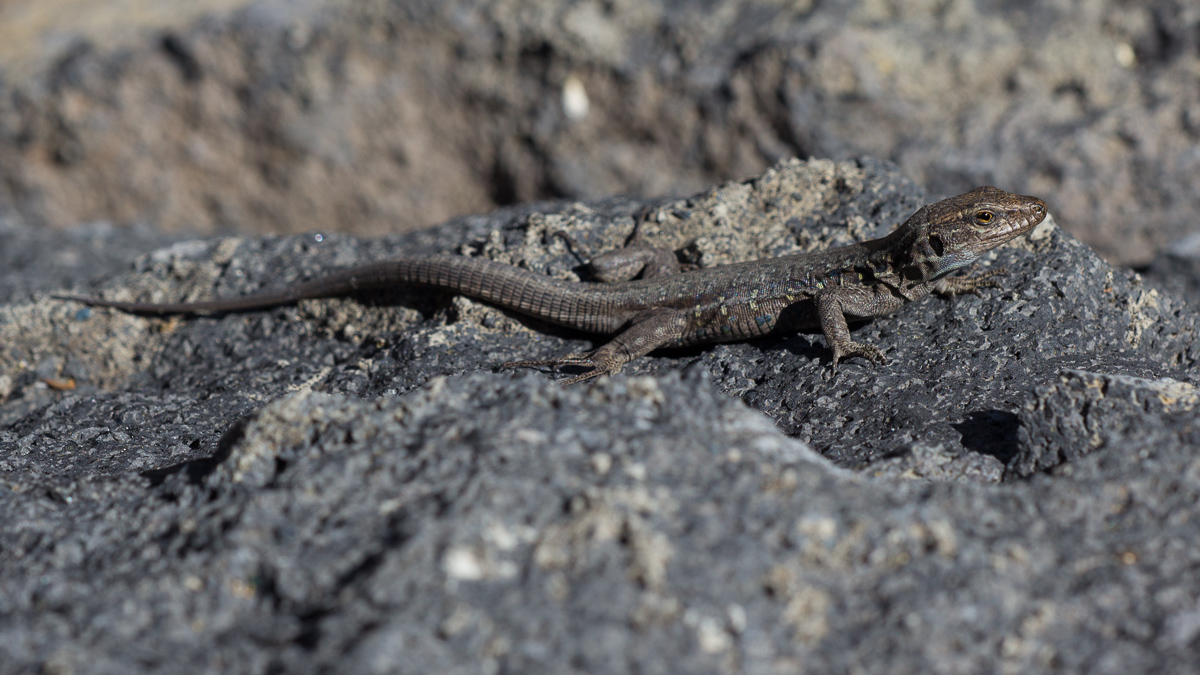 la_palma_2015_41_102.jpg