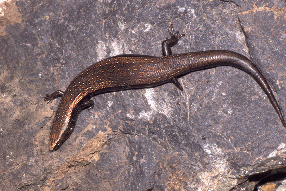 3chalcides_viridanusreptilientenermascaschluchtpaar_208_550.jpg