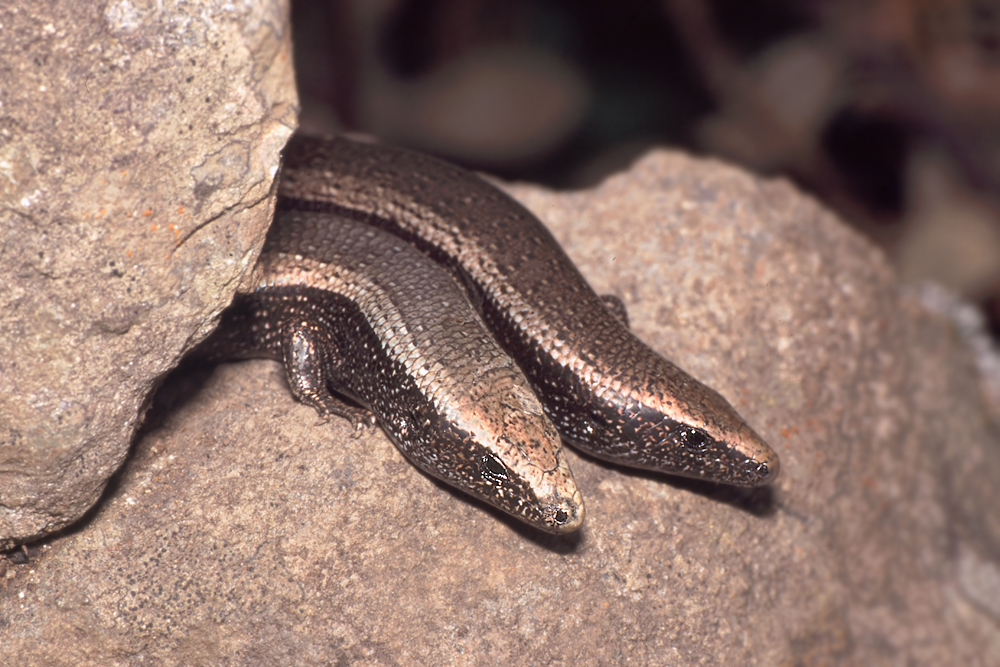 4chalcides_viridanusreptilientenermascaschluchtpaar_443_738.jpg