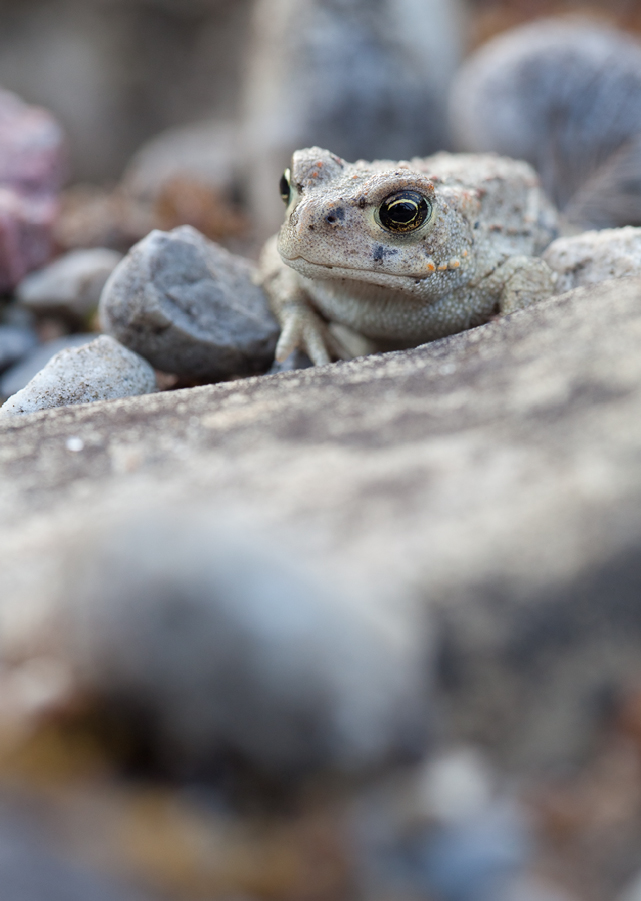 20110830_bufo_calamita__kreuzkroete_2_141.jpg