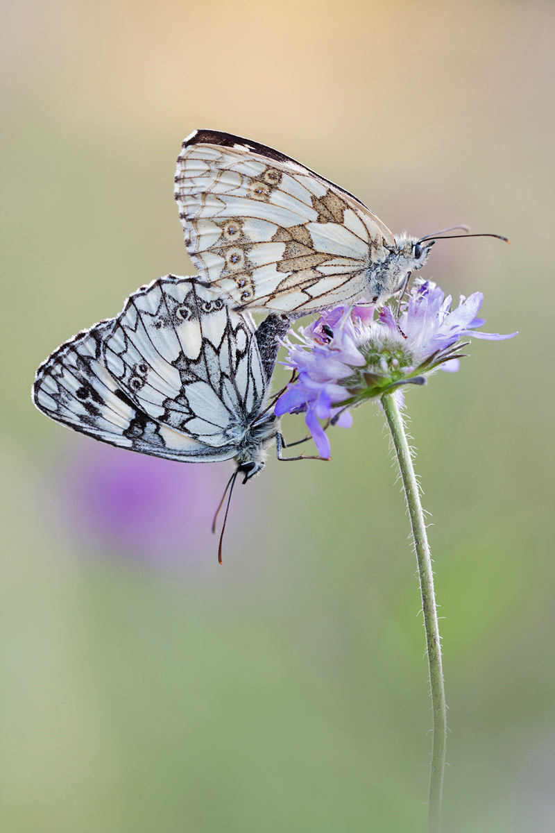 Paarung - Kopie q Kopie-2.jpg