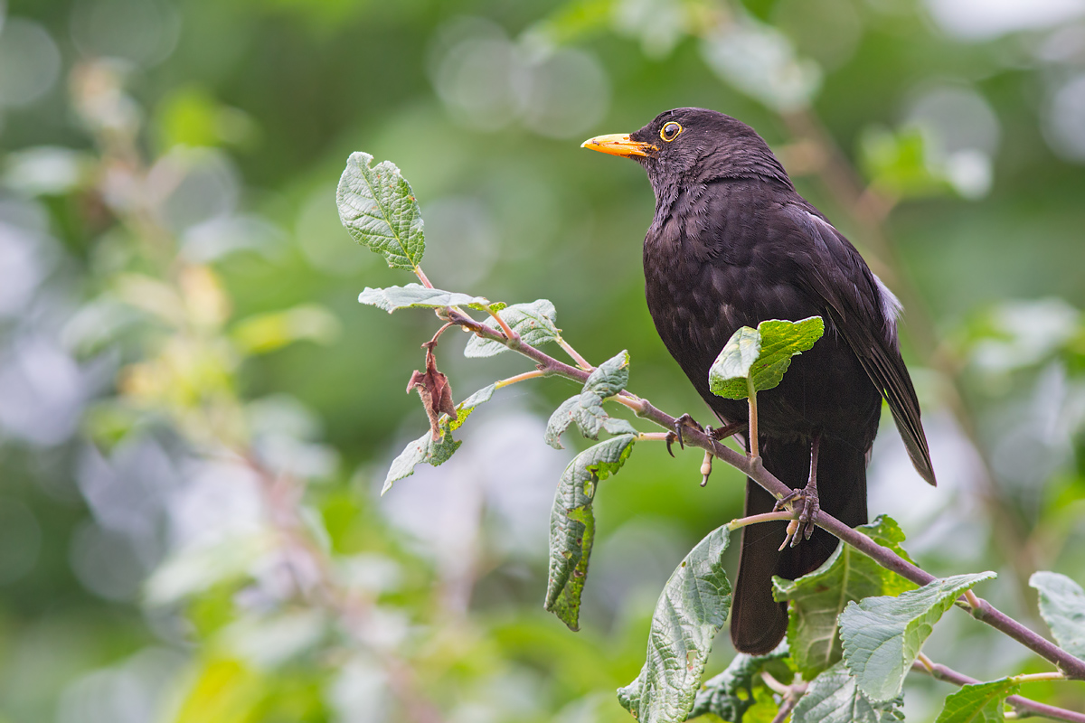 _MG_9910-Bearbeitet Kopie.jpg