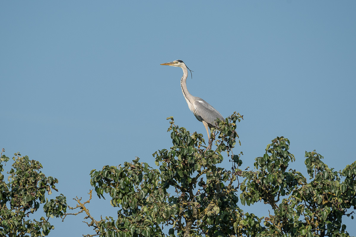 Reiher 049 klein.JPG