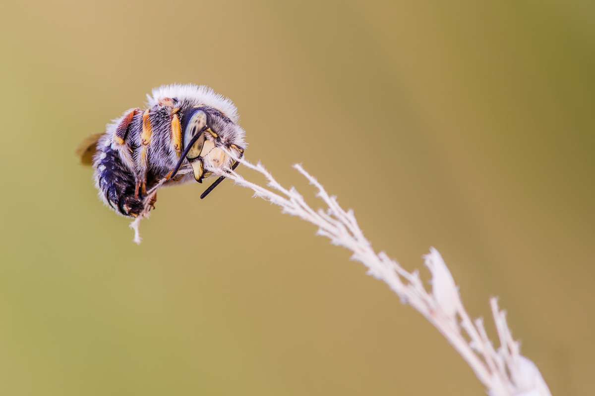 Punktierte Wollbiene (1 von 1).jpg