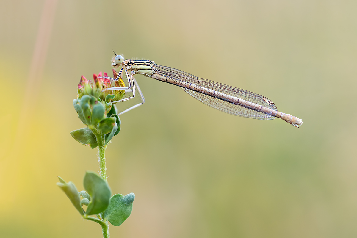 compLibelle,Feder23.6.2017FägswilDSC_2263.jpg