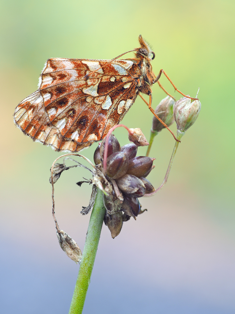 Boloria-dia-OOG16102---Kopie.jpg