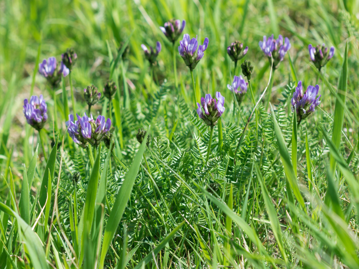 Astragalus danicus; Fabaceae (2).jpg