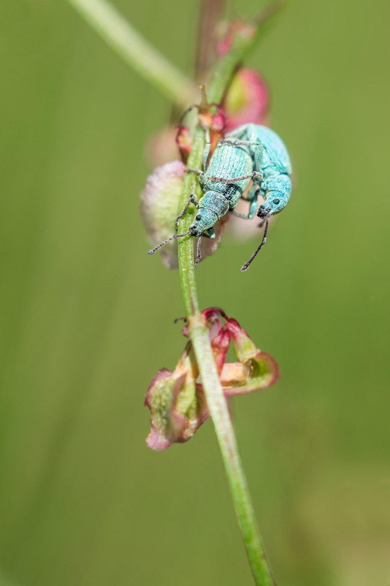 Phyllobius virideaeris cf. Grüner Blattrüsselkäfer; Curculionidae Insekt (1).jpg
