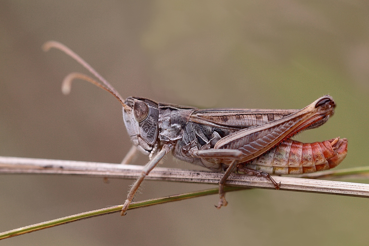 Stenobothrus-nigromaculatus.jpg